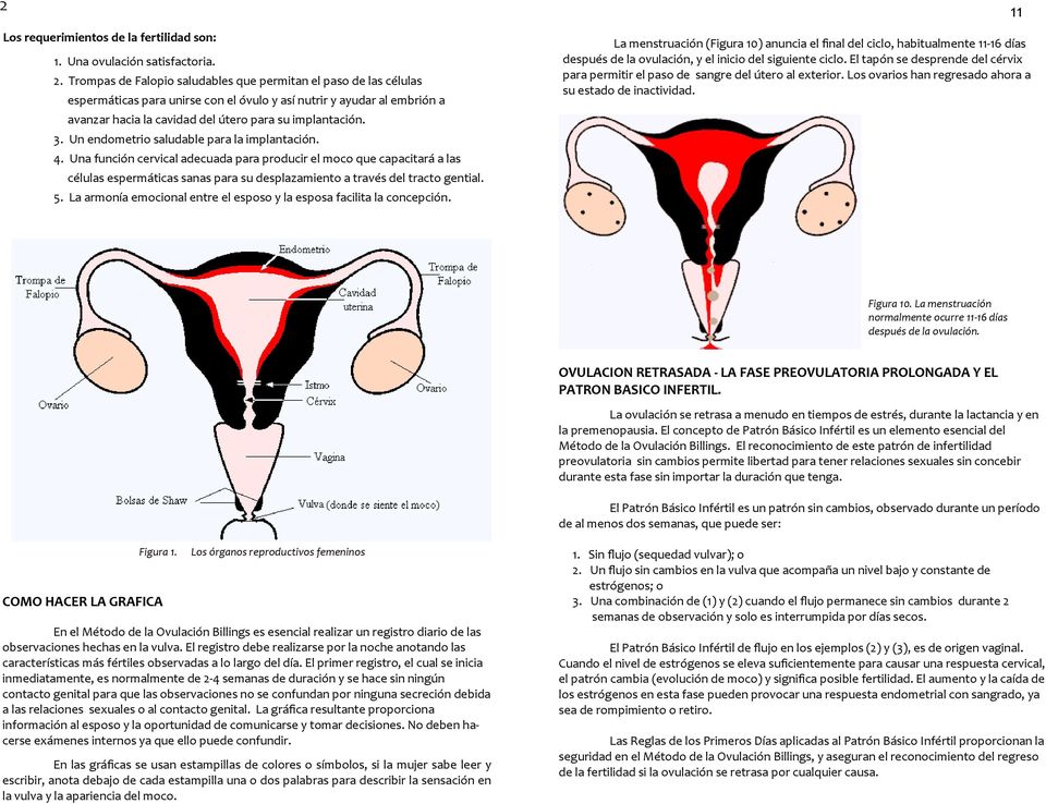 Un endometrio saludable para la implantación. 4. Una función cervical adecuada para producir el moco que capacitará a las células espermáticas sanas para su desplazamiento a través del tracto gential.