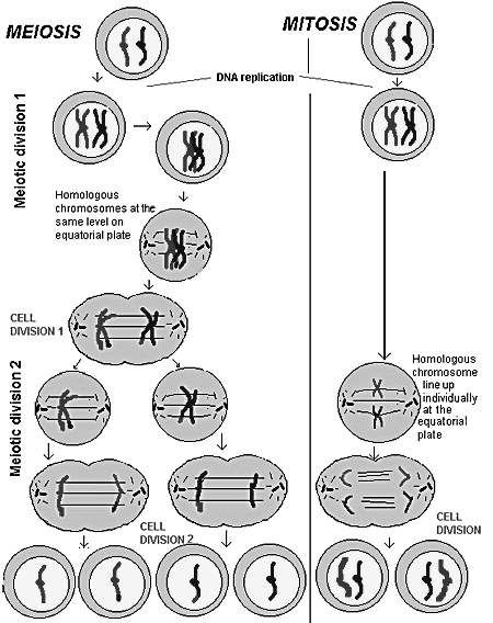 Prerrequisitos y preconceptos: Ciclo Celular: Las actividades celulares de crecimiento y división se describen en términos del ciclo vital de la célula o ciclo celular, en las células capaces de