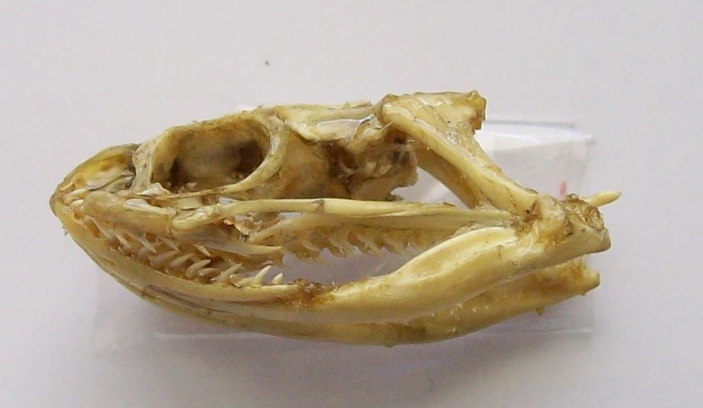 Dentición OPISTOGLIFA (con un par de colmillos posteriores acanalados) culebras