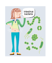 EDULESSON 5 Sabías que trillones de bacterias viven en tu intestino? Asi es! Tu intestino es un gran ecosistema! El intestino hospeda aproximadamente 400 especies diferentes de bacterias.