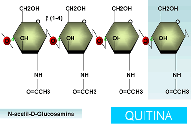 celulosa, quitina (N-acetilglucosamina), glucanas, mananas y