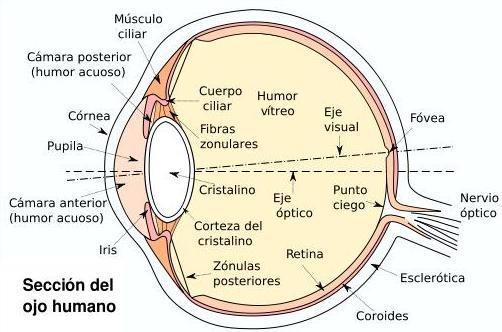 ACCIÓN DE LA LUZ EN LA RETINA: El ojo puede considerarse como un instrumento óptico encargado de enfocar sobre la retina las imágenes visuales con la mínima distorsión posible.