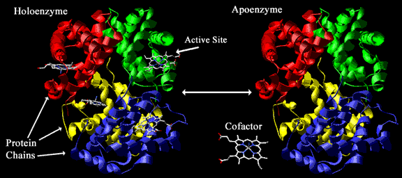 COMPOSICIÓN QUÍMICA DE LAS ENZIMAS HOLOPROTEÍNAS HETEROPROTEÍNAS Holoenzima (enzima funcional) Apoenzima (parte proteica) Proteínas con estructura terciaria o cuaternaria