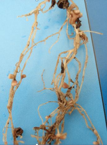 número de bacterias fijadoras de nitrógeno. Su estudio es objeto de Microbiología Vegetal En las raíces se observan nódulos.