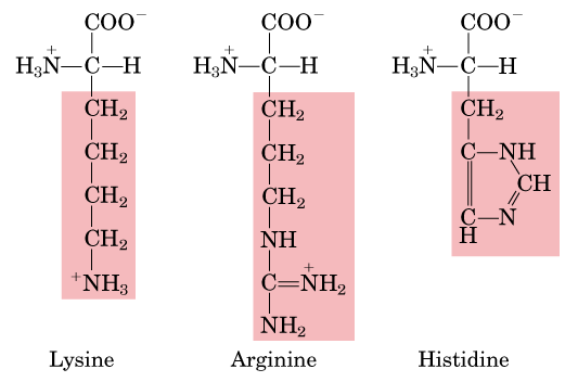 Estructura nombre NH 3 CO 2 Acido 1-aminociclopropanocarboxilico (es un α-aminoácido) NH 3 O Acido 3-aminopropanoico (es un β aminoácido o β alanina) NH 3 O Acido 4-aminopropanoico (es un