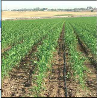 6. Conclusiones provisionales: El cultivo de maíz bajo riego por goteo es técnicamente viable.