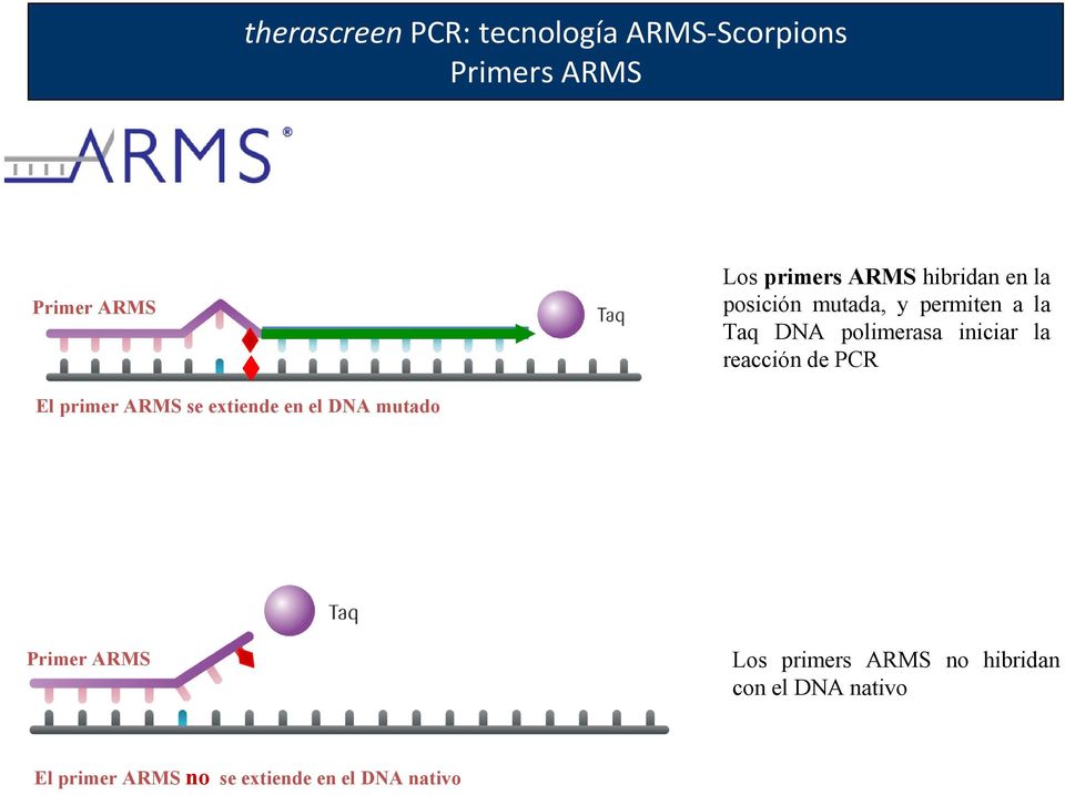 la reacción de PCR El primer ARMS se extiende en el DNA mutado Primer ARMS Los