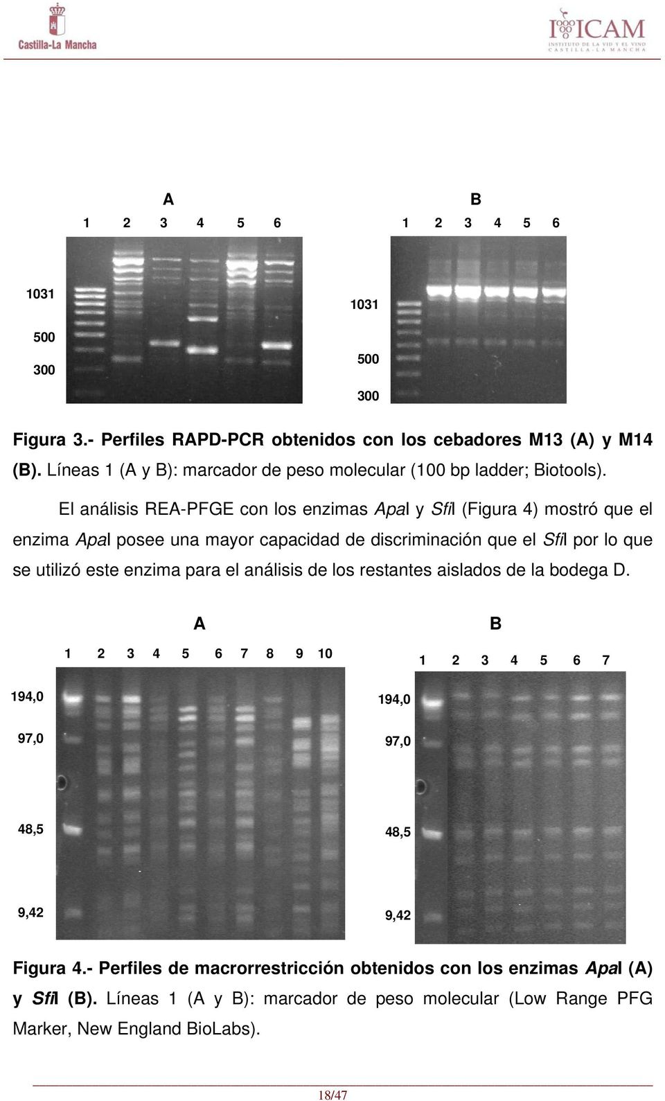 El análisis REA-PFGE con los enzimas ApaI y SfiI (Figura 4) mostró que el enzima ApaI posee una mayor capacidad de discriminación que el SfiI por lo que se utilizó este enzima