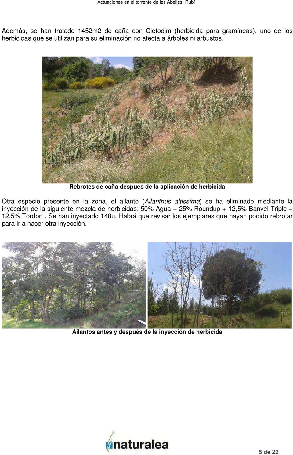 Rebrotes de caña después de la aplicación de herbicida Otra especie presente en la zona, el ailanto (Ailanthus altissima) se ha eliminado mediante la