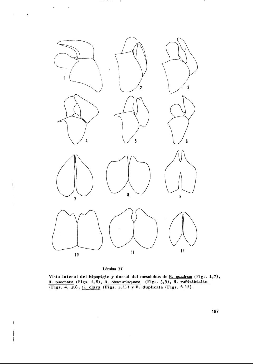 2,8), H. obscurisquama (Figs.,9), H. rufikibialis (Figs.