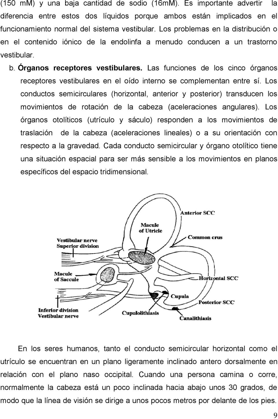 Las funciones de los cinco órganos receptores vestibulares en el oído interno se complementan entre sí.