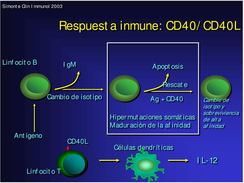 dendríticas Rescate Ag + CD40 Hipermutaciones somáticas Maduración