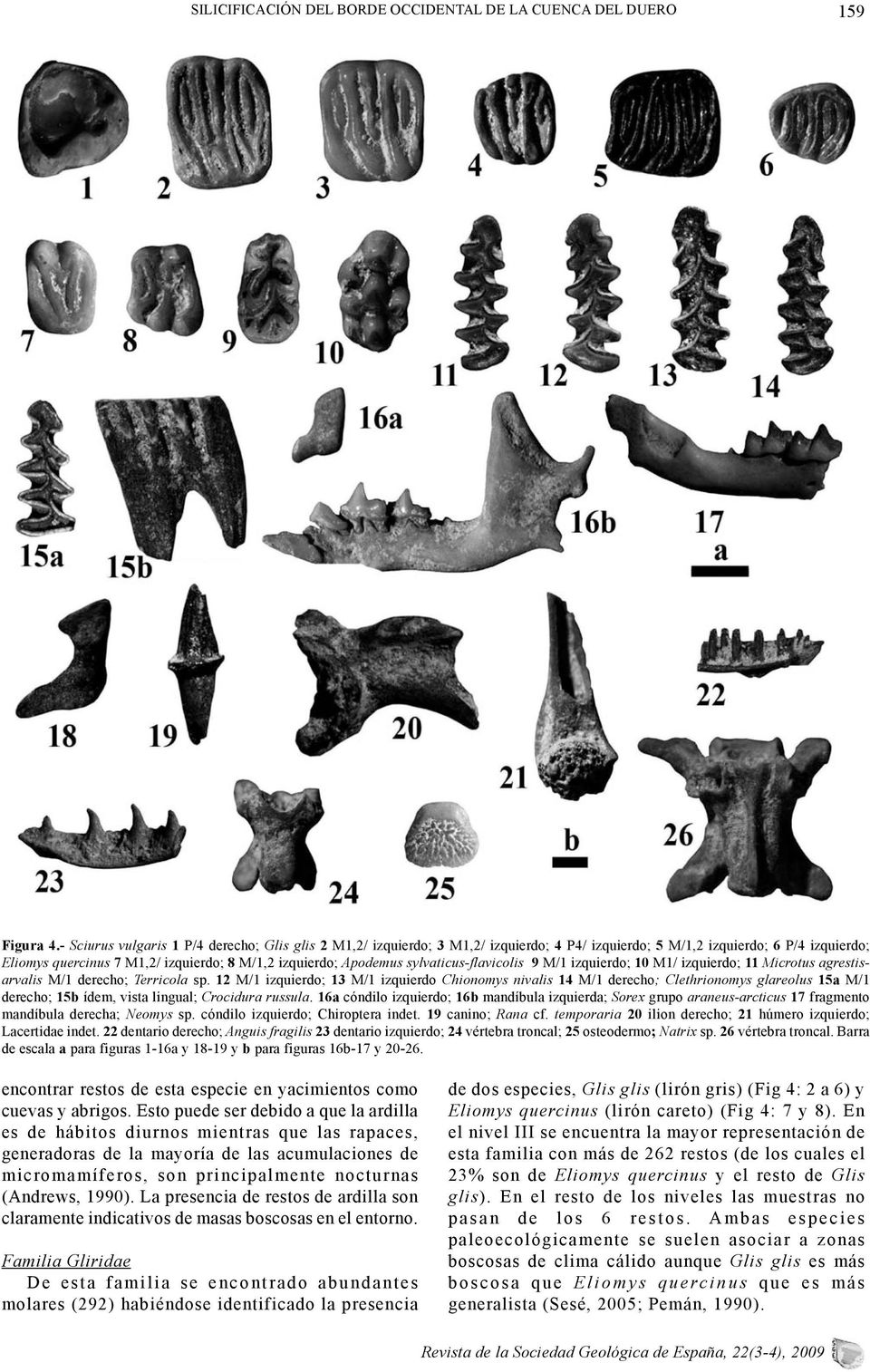 sylvaticus-flavicolis 9 M/1 izquierdo; 10 M1/ izquierdo; 11 Microtus agrestisarvalis M/1 derecho; Terricola sp.