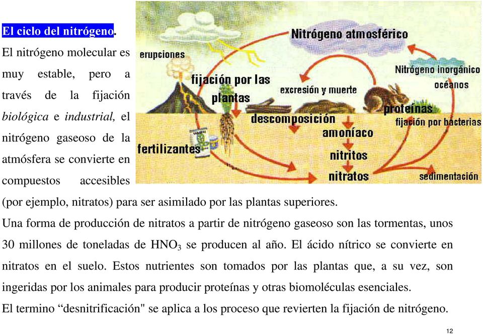 ejemplo, nitratos) para ser asimilado por las plantas superiores.