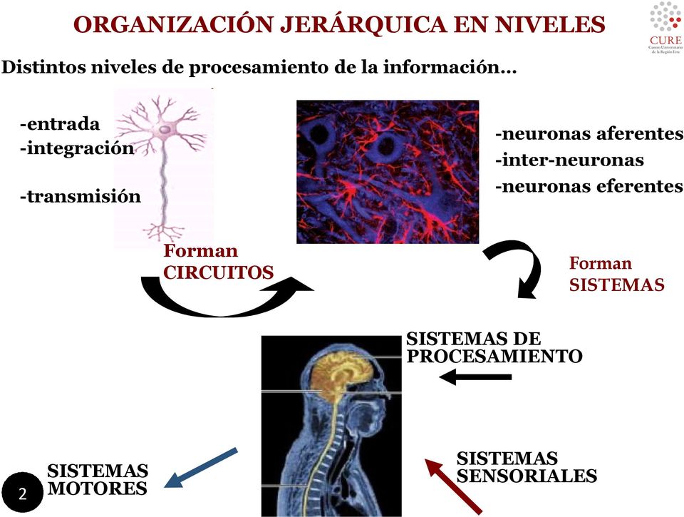 aferentes -inter-neuronas -neuronas eferentes Forman CIRCUITOS Forman