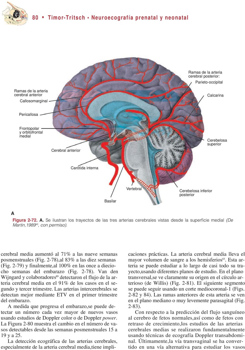 Figura 2-72. A. Se ilustran los trayectos de las tres arterias cerebrales vistas desde la superficie medial (De Martin,1989 49, con permiso).
