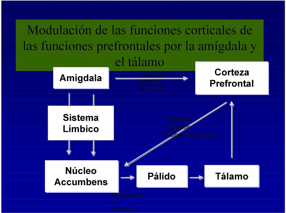 Afectivas inmediatas Corteza Prefrontal Sistema Límbico