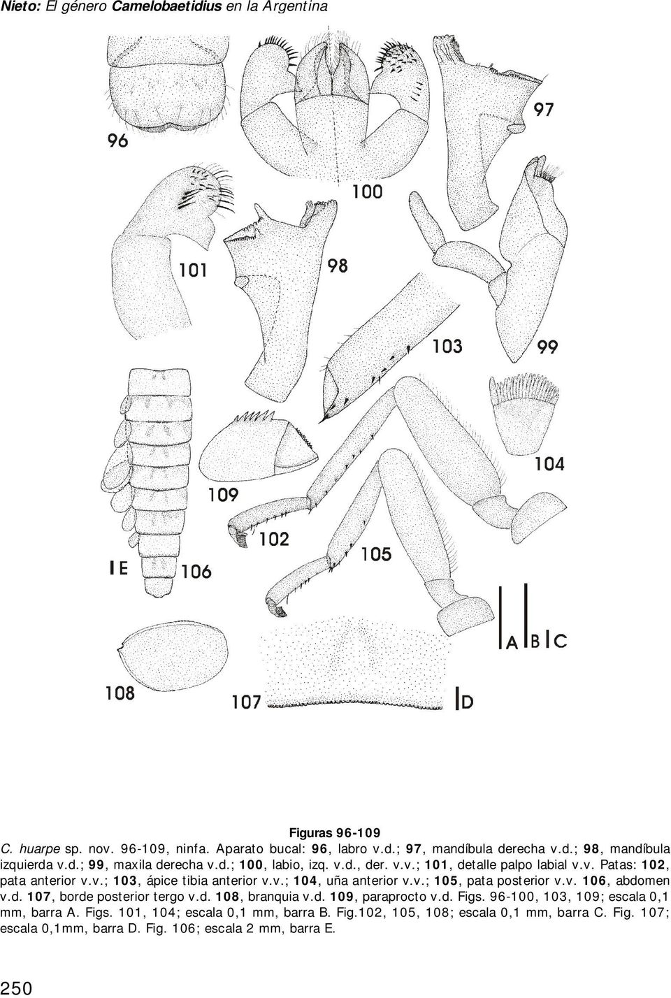 v.; 105, pata posterior v.v. 106, abdomen v.d. 107, borde posterior tergo v.d. 108, branquia v.d. 109, paraprocto v.d. Figs. 96-100, 103, 109; escala 0,1 mm, barra A.