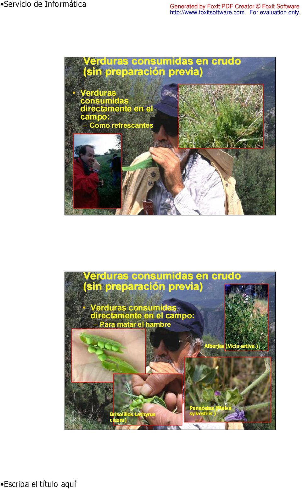 el hambre Alberjas (Vicia sativa ) Brisolillos Lathyrus cicera) Panecetes (Malva