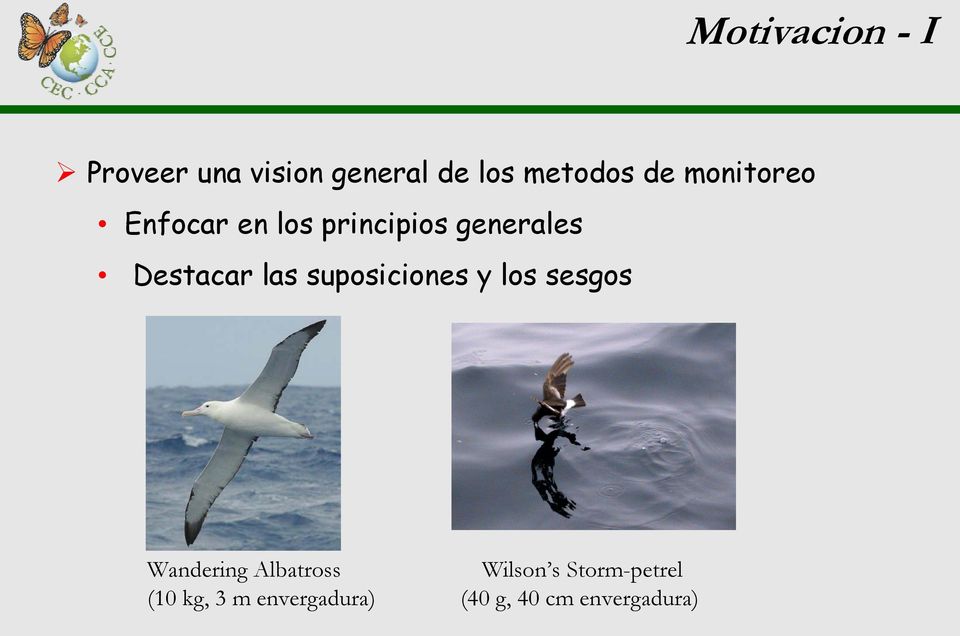 suposiciones y los sesgos Wandering Albatross (10 kg, 3 m