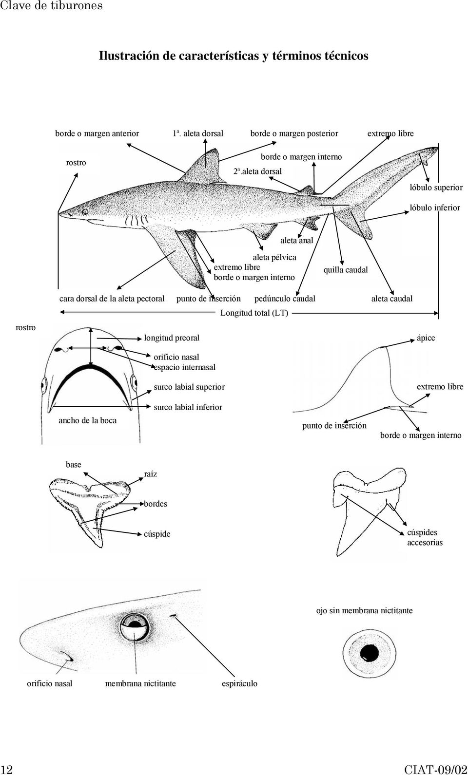 pectoral punto de inserción pedúnculo caudal aleta caudal longitud preoral orificio nasal espacio internasal surco labial superior Longitud total (LT) ápice extremo libre
