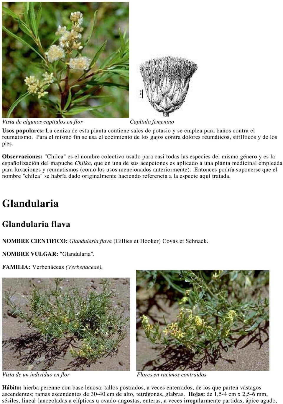 Observaciones: "Chilca" es el nombre colectivo usado para casi todas las especies del mismo género y es la españolización del mapuche Chilka, que en una de sus acepciones es aplicado a una planta