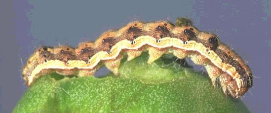 Orugas defoliadoras: Spodoptera exigua, Helicoverpa armigera Enemigos naturales Entomopatógenos