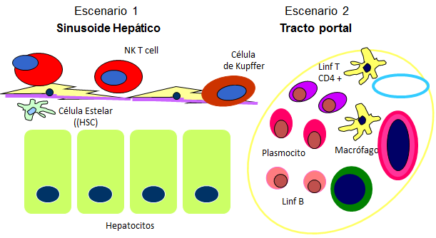 El hígado como órgano linfoide Población «inmune» hepática estable y pasajera Ubicación estratégica de células del sistema inmune innato para