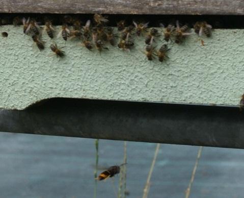 Su forma de cazar es muy efectiva: Volando, el avispón se posiciona delante de la entrada a la colmena (Fotografía 21), en la línea de llegada de las abejas, con la colmena a su espalda.