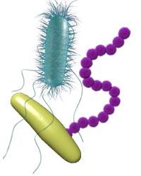 Importancia de las bacterias en la patología humana Bacterias Al ingresar al organismo producen enfermedad o no