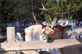 Navidad en Rovaniemi en Santa Claus Village 6 días Circuito de 6 días por la Laponia finlandesa. Salida el 23 de Diciembre. Tasas aéreas incluidas.