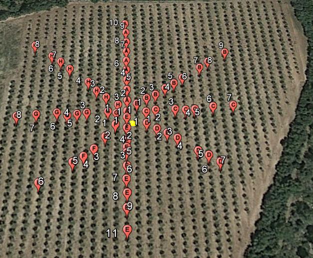 En cuanto al campo 2 se escogieron 7 filas paralelas, marcando 10 árboles en cada fila con un total de 280 ramas (Figura 5d).