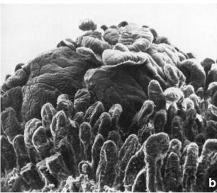 Tunica Mucosa Epitelio de Revestimiento Poseen micropliegues superficiales (Dd: microvellosidades gruesas) Célula M