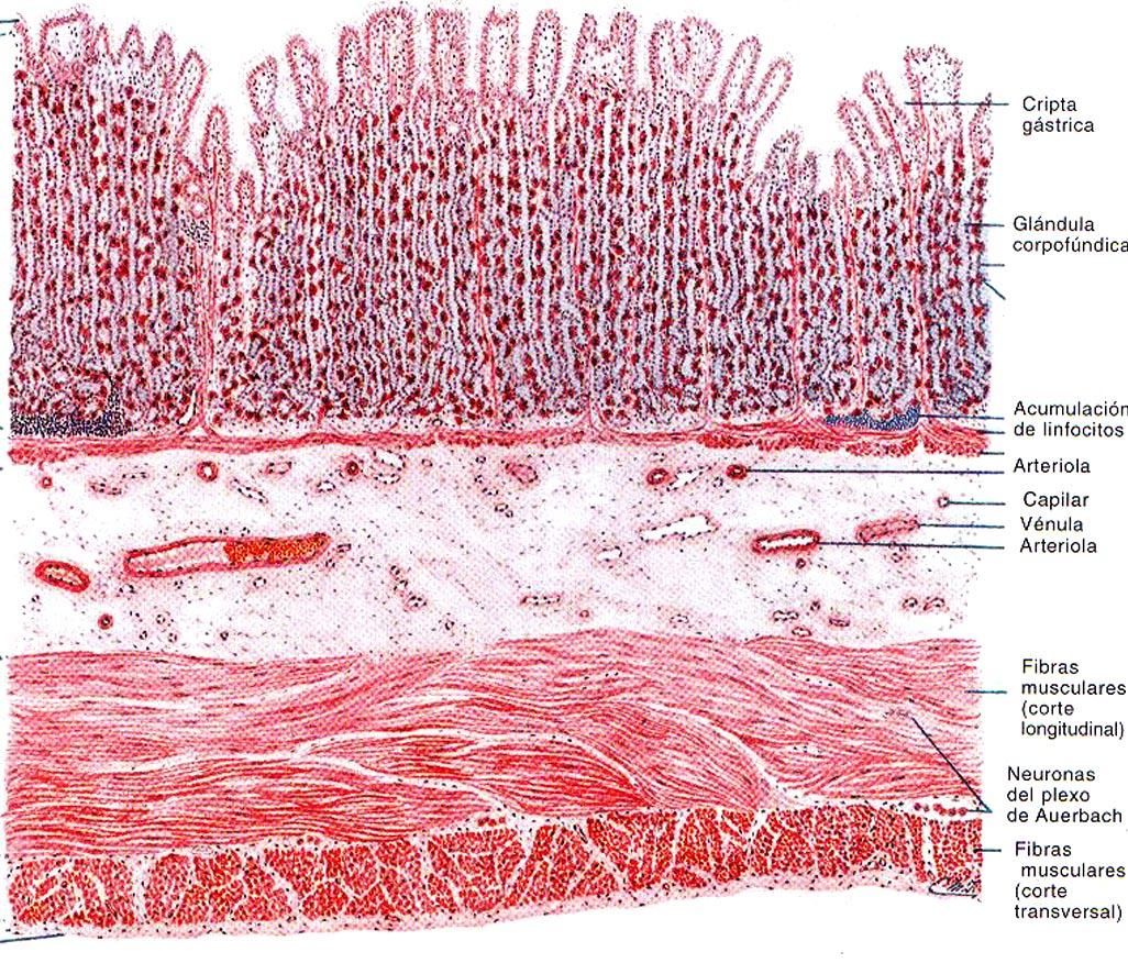 Túnica Submucosa Tejido conectivo laxo Plexos vasculares sanguíneos linfáticos Plexo nervioso de Meissner Aglandular Túnica Muscular 2-3 Capas de