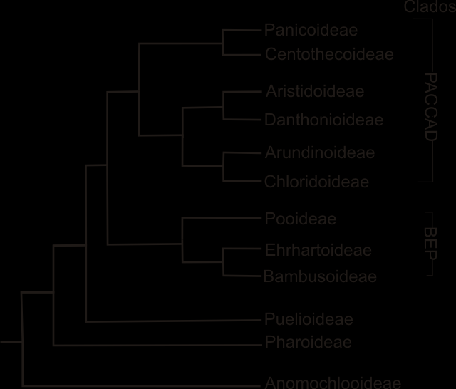 Desde fines del siglo XX, los estudios filogenéticos se basan en varias secuencias genéticas (rbcl, ndhf, rpoc2, ITS, almidón granulado obligado sintasa I y fitocromo B), así como con características