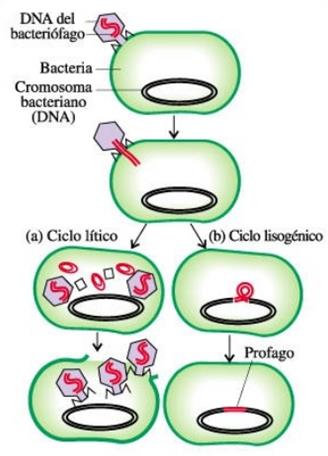 7. Cómo podrías diferenciar la vía lítica y la via lisogenica de un virus? Observa la imagen y redacte. 8. ADELANTA CONTENIDO.