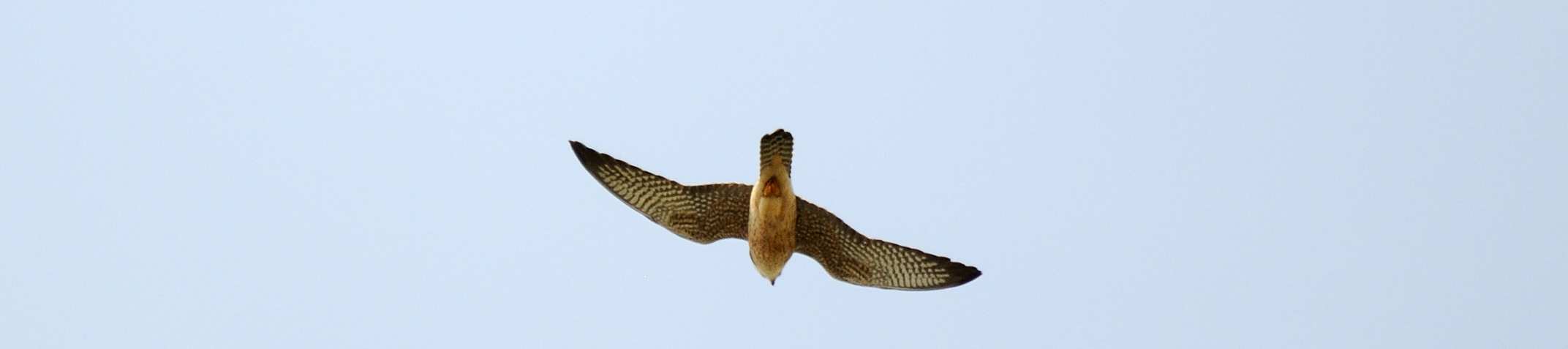 patirrojo (hembra) Falco vespertinus.