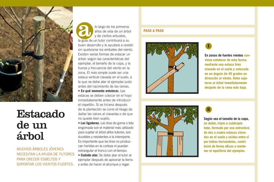 Existen varias formas de estacar un árbol: según las características del ejemplar, el tamaño de la copa, y la fuerza y frecuencia del viento en la zona.