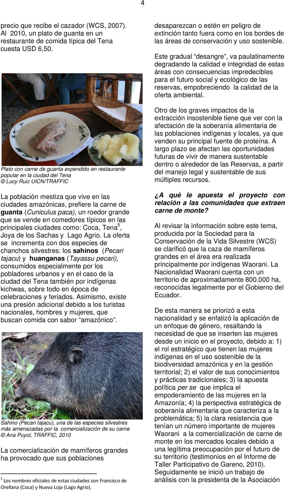 (Cuniculus paca), un roedor grande que se vende en comedores típicos en las principales ciudades como: Coca, Tena 5, Joya de los Sachas y Lago Agrio.