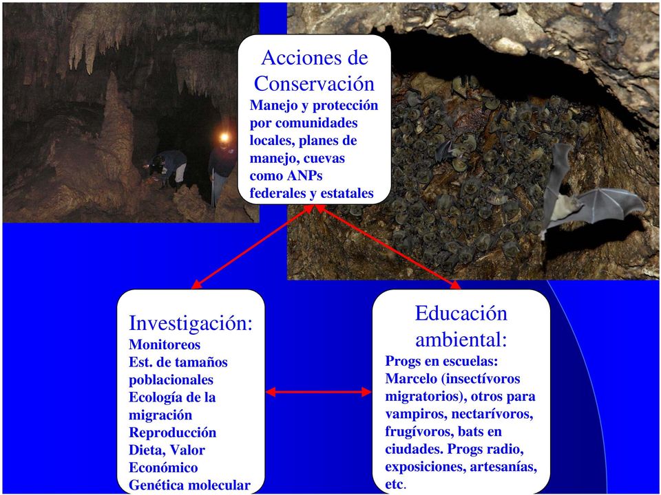 Educación ambiental: Progs en escuelas: Marcelo (insectívoros migratorios), otros para vampiros, nectarívoros,