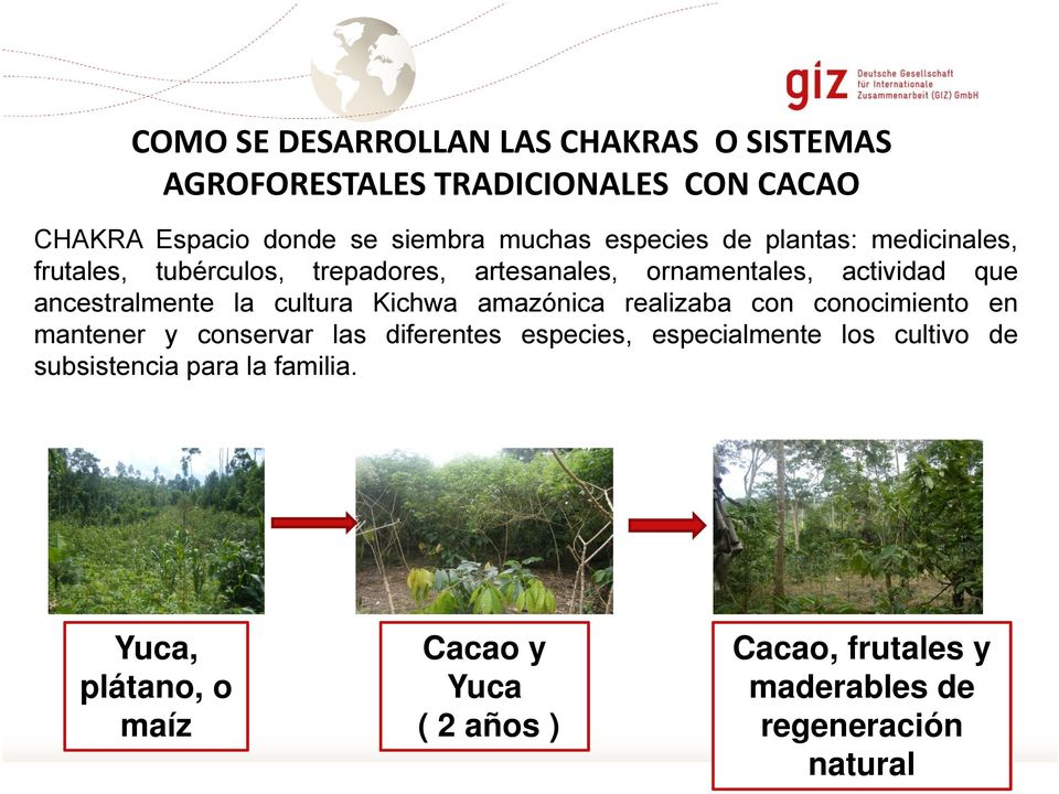 cultura Kichwa amazónica realizaba con conocimiento en mantener y conservar las diferentes especies, especialmente los cultivo