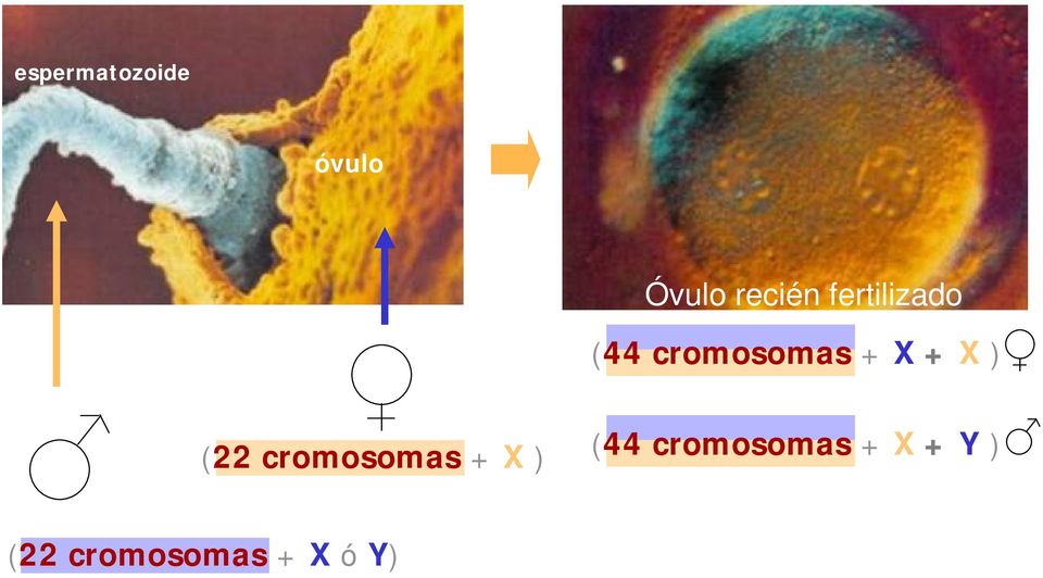 ) (22 cromosomas + X ) (44