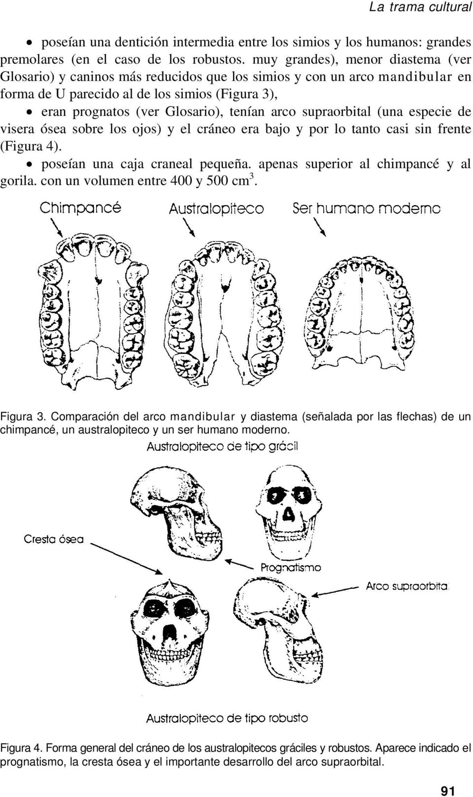 arco supraorbital (una especie de visera ósea sobre los ojos) y el cráneo era bajo y por lo tanto casi sin frente (Figura 4). poseían una caja craneal pequeña.