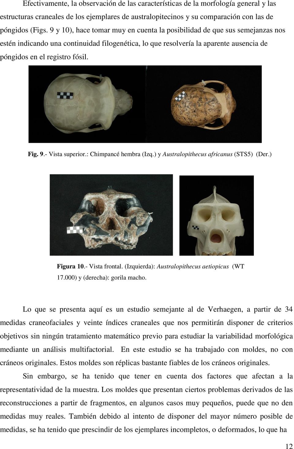 9.- Vista superior.: Chimpancé hembra (Izq.) y Australopithecus africanus (STS5) (Der.) Figura 10.- Vista frontal. (Izquierda): Australopithecus aetiopicus (WT 17.000) y (derecha): gorila macho.