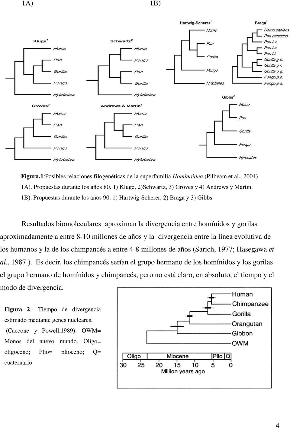 Resultados biomoleculares aproximan la divergencia entre homínidos y gorilas aproximadamente a entre 8-10 millones de años y la divergencia entre la línea evolutiva de los humanos y la de los