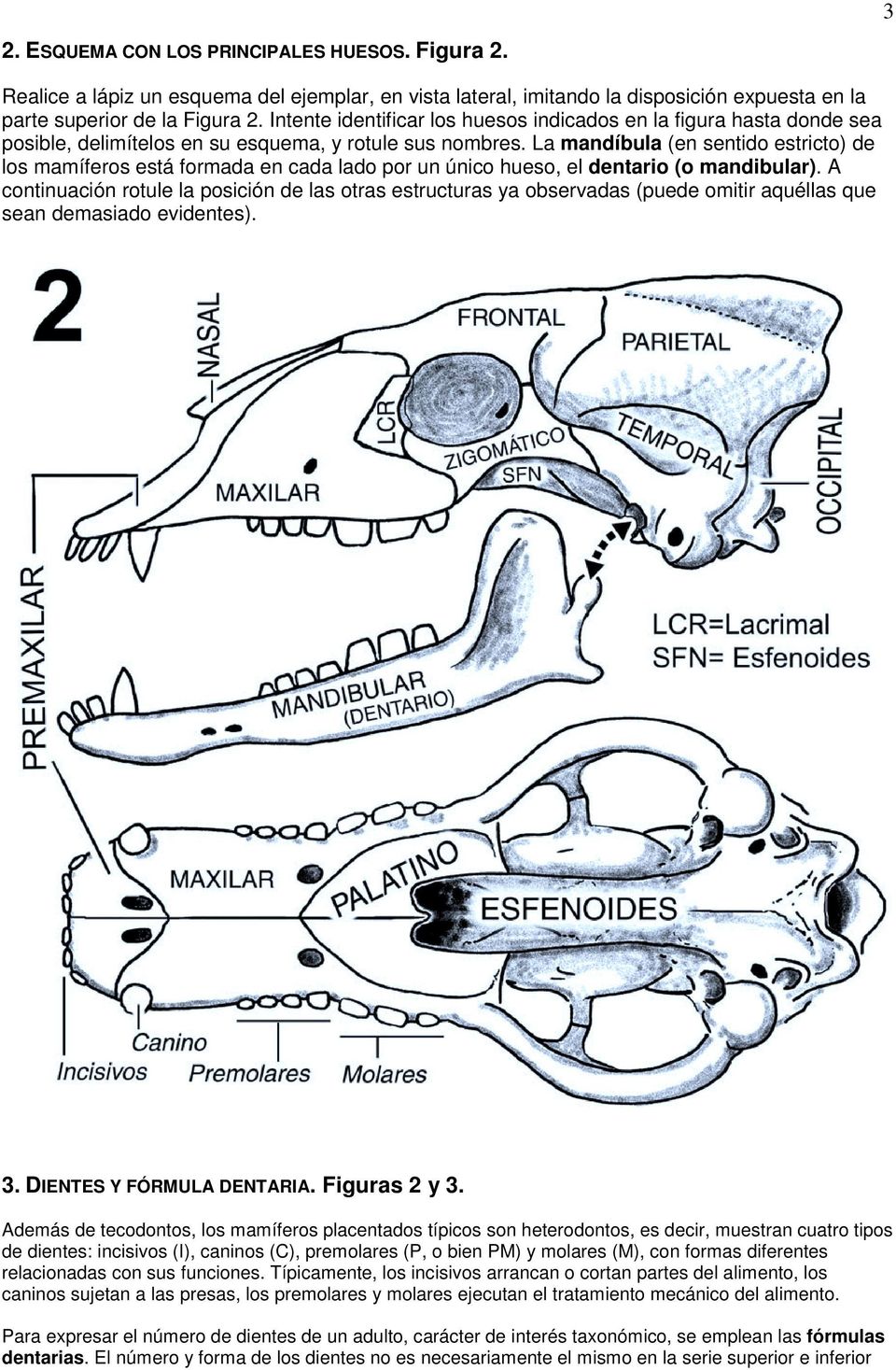 La mandíbula (en sentido estricto) de los mamíferos está formada en cada lado por un único hueso, el dentario (o mandibular).