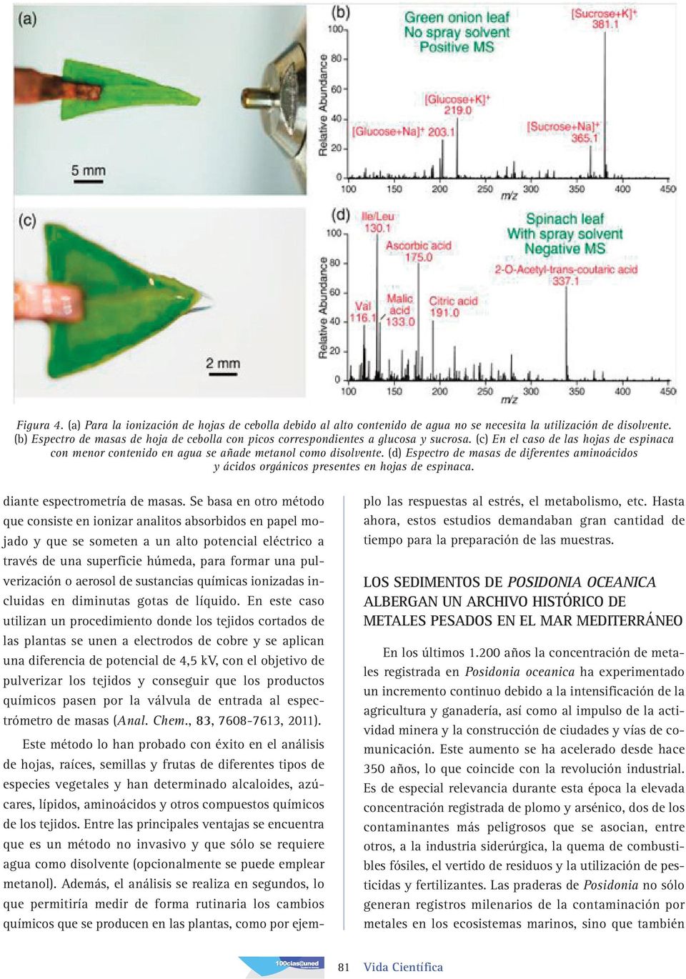 (d) Espectro de masas de diferentes aminoácidos y ácidos orgánicos presentes en hojas de espinaca. diante espectrometría de masas.