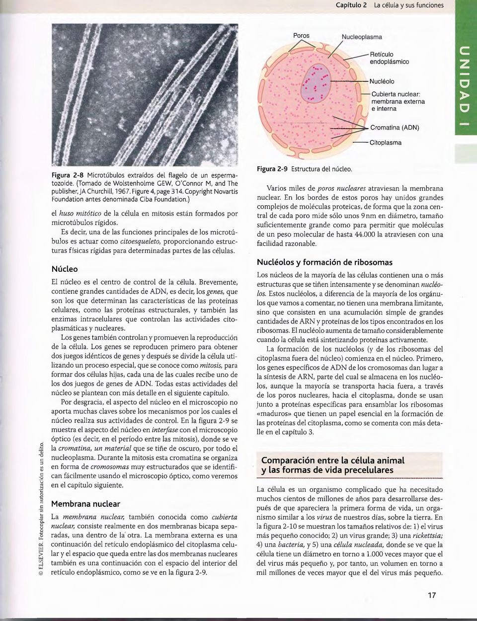 Figure 4, page 314. Copyright Novartis Foundation antes denominada Ciba Foundation.) el huso mitótico de la célula en mitosis están formados por microtúbulos rígidos.