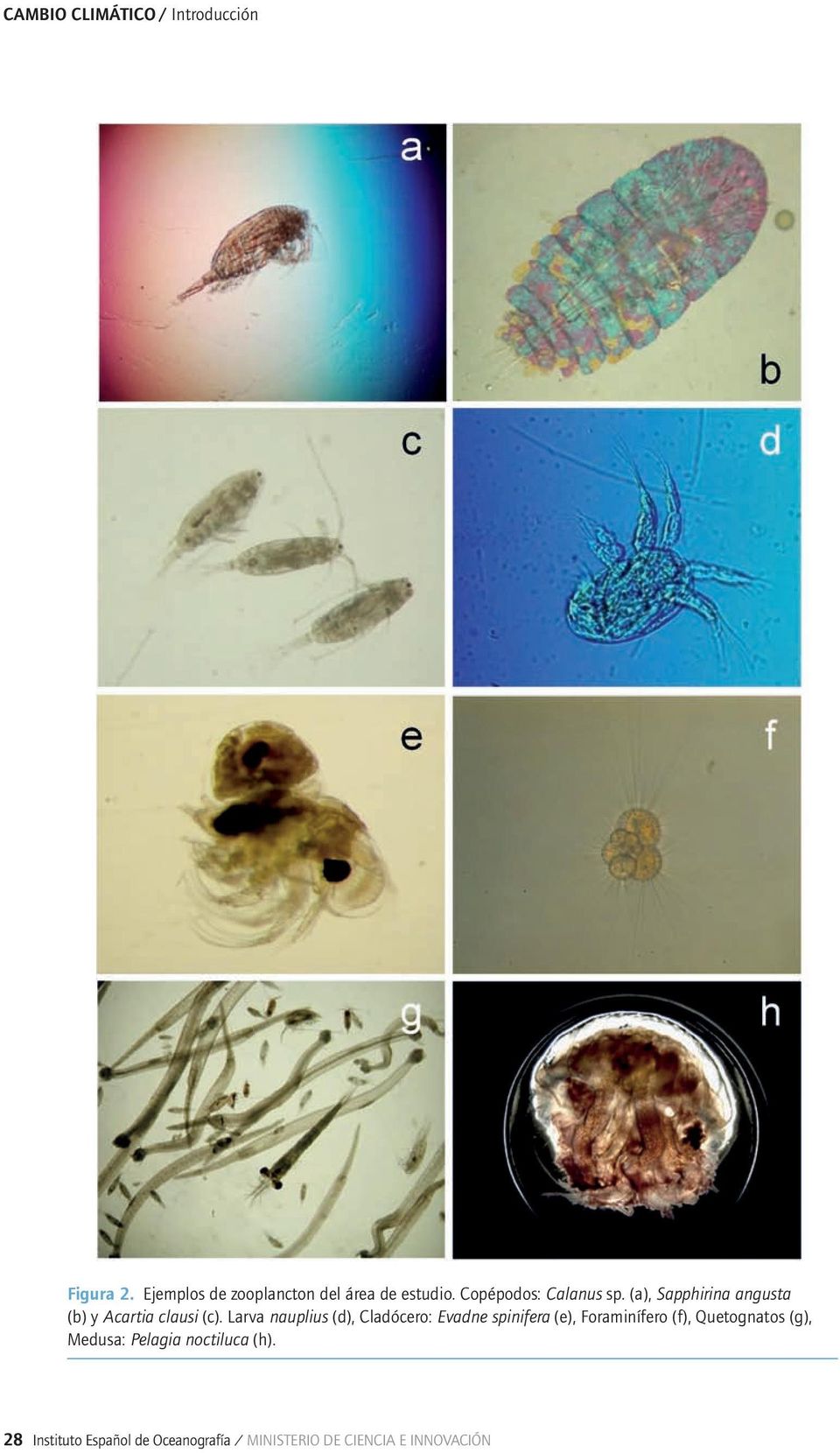 Larva nauplius (d), Cladócero: Evadne spinifera (e), Foraminífero (f), Quetognatos (g),