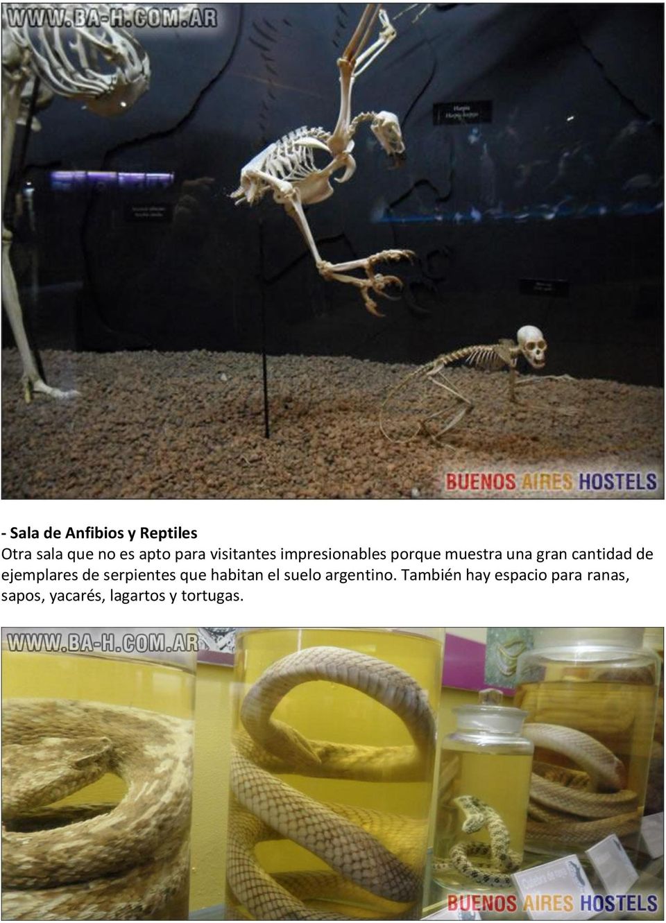 ejemplares de serpientes que habitan el suelo argentino.